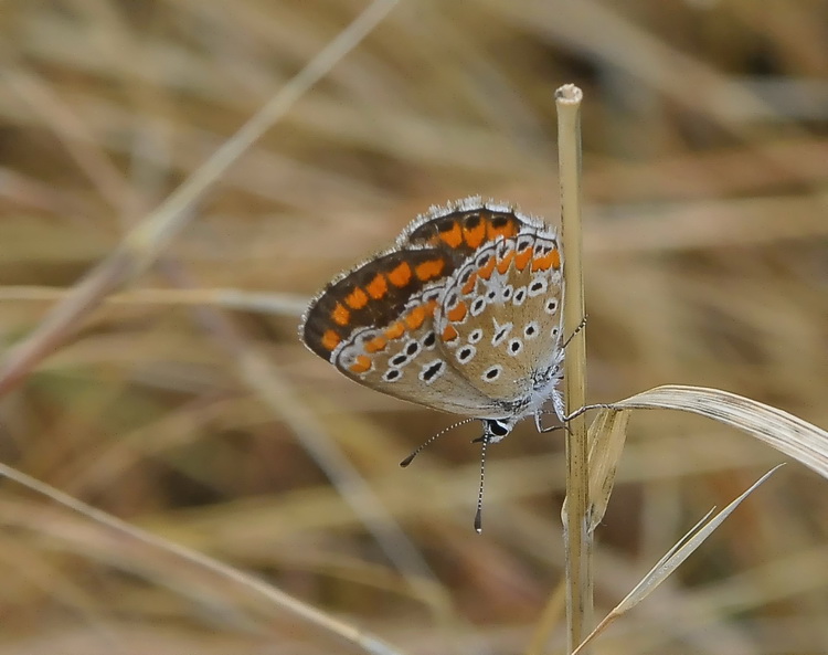 Aricia agestis